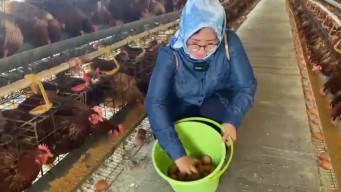 Harga Telur Anjlok, Wakil Ketua DPRD Gresik Nursaidah Ajak Pemerintah Turut Beli Telur Peternak