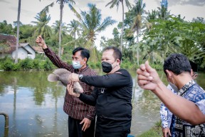 Kampung Ikan di Desa Tegal Wangi Diresmikan Bupati Jember Hendi Siswanto
