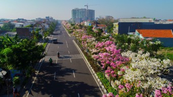 Indahnya Bunga Tabebuya Bertebaran di Jalanan Kota Surabaya