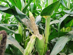 Petani Jagung di Tulungagung Sambat Diserang Hama Tikus, Hasil Panen Nyusut