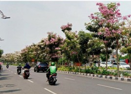 Berani Tebang Pohon Tabebuya di Surabaya? Nantikan Saja Sanksinya