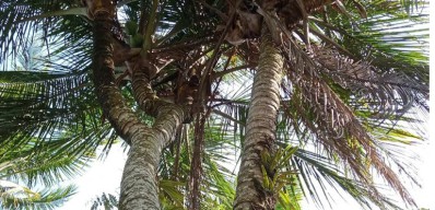 Ada Pohon Kelapa Bercabang 8 di Pacitan