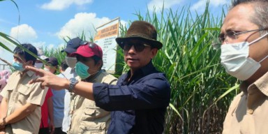 PTPN XI Mulai Siapkan Tebu Untuk Giling Tahun 2022