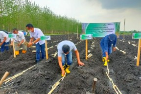 Kolaborasi RNI dan Perhutani Tanam Tebu Mandiri di Jombang dan Ngawi
