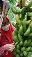 Menuju Adiwiyata Provinsi, SMPN 2 Sukodono Kembangkan Hidroponik