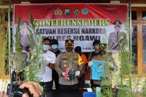 Jual dan Tanam Ganja, Penjual Angkringan di Ngawi Diringkus