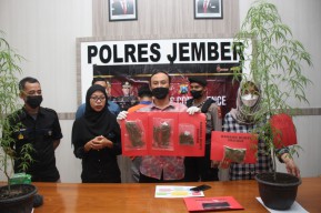 Simpan dan Tanam Ganja, Pemuda Asal Lumajang Diamankan Polres Jember
