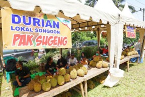 Jazz Durian, Nikmati Durian Songgon Banyuwangi Diiringi Musik Jazz