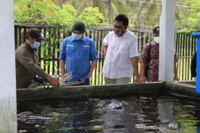 Pertamina Foundation Dampingi Program Konservasi Tukik di Kebumen