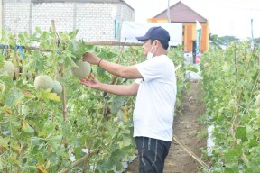 Warga Perkotaan di Lamongan Mulai Minati Bercocok Tanam Holtikultura
