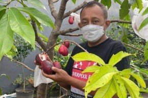 Harga Cabai Merangkak Naik Jelang Nataru, Wakil Wali Kota Armuji Sarankan Tanam Sendiri