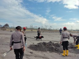 Kerahkan 11 Anjing Pelacak, Dua Hari Pencarian Korban Erupsi Semeru Temukan 13 Jenazah