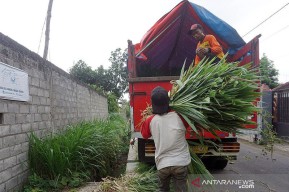 Komunitas Peternak Kambing Etawa Kediri Kirim Bantuan Pakan ke Korban Erupsi Gunung Semeru
