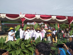 Menilik Agro Bisnis Tanam Tembakau di Gresik