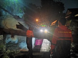 Proyek Drainse Bikin Banjir dan Pohon Tumbang di Jalan Arif Rachman Hakim Gresik