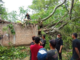 Pohon Usia Seabad di Ponorogo Tumbang Menimpa Rumah