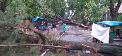 Diguyur Hujan Angin dan Air, Belasan Pohon Tumbang, Jalanan Kota Gresik Lumpuh