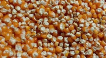 Ditugasi Salurkan Jagung Bersubsidi untuk Peternak, Bulog Serap 17 Ribu Ton