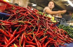 Petani Cabai di Bojonegoro Tersenyum Bahagia, IRT Mengeluh Karena Harga Melambung