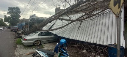 Pohon Cemara Tumbang Disapu Angin, Mobil Sedan dan Kanopi Bengkel di Tulungagung Jadi Korban