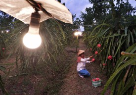 Pioneer Electrifying Agriculture, Listrik Untuk Sang Naga Berdayakan Masyarakat Raih Omzet Berkali Lipat