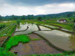 Petani di Pasuruan Keluhkan Kelangkaan Pupuk
