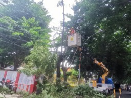 Sterilisasi Jaringan Listrik, PLN Gresik Pangkas Ranting Pohon