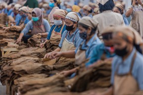 Tahun Ini PTPN X Targetkan Produksi 1.200 Ton Tembakau