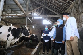 Jatim Provinsi Sentra Produksi Susu Sapi Tertinggi Nasional, Ini Rahasianya