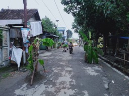 Protes Jalan Rusak ke Pemda Jombang, Warga Tambakrejo Tanam Pohon Pisang