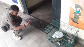 Monyet Milik Pengemis di Tulungagung Dikirim ke Balai Besar SDA
