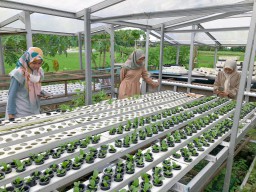 Berwisata Kuliner dan Petik Sayur Hidroponik di Pinggiran Kota Lamongan