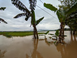 220 Hektar Sawah di Ponorogo Terendam Banjir, Petani Terancam Gagal Panen