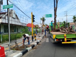 Sejumlah Pohon di Bojonegoro Mati Imbas Proyek, Kontraktor Bertanggungjawab Tanam Kembali