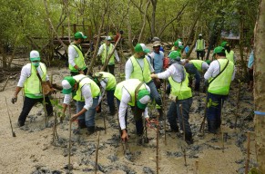 Kurangi Abrasi di Pesisir Pantai, Seribu Bibit Mangrove Ditanam di Desa Banyuurip Gresik