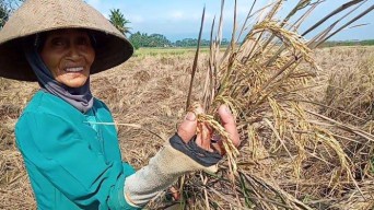 DKPP Bojonegoro Siapkan Dana Asuransi Bagi Petani Gagal Panen, Simak Ketentuanya