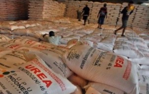 Pupuk Bersubsidi untuk Petambak Dicabut, Dinas Perikanan Gresik Surati Ditjen