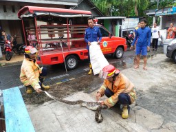 Iihh Ngeri, Ular Piton 3 Meter Sembunyi di Kandang Ayam Warga Tlogopatut