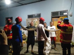 Musim Hujan, Damkar Tulungagung Sering Evakuasi Ular dan Tawon Pespa di Rumah Warga
