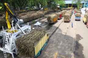Target Produksi 2022 Naik, PTPN X Optimis Tingkatkan Kontribusi Nasional
