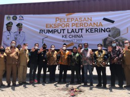 Rumput Laut Bawean Diekspor ke China Untuk Bahan Dasar Pupuk