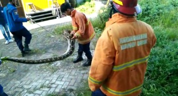 Lagi, Kemunculan Ular Sanca 3,5 Meter Bikin Panik Warga Gresik