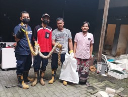 Ular Besar Bermunculan di Gresik, Kini Giliran Kagetkan Wanita Penjaga Warkop