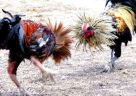 Wuihh! Judi Sabung Ayam Matahari Beromzet Ratusan Juta Sekali Main