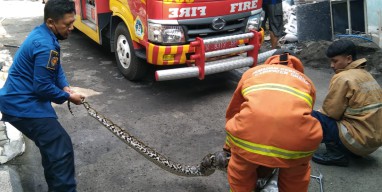 Tiga Bulan Terakhir, Damkar Gresik Amankan 53 Ular Masuk Permukiman