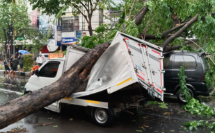 Hujan Angin di Sidoarjo, Tiga Mobil Tertimpa Pohon