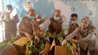 Sebayak 685 Batang Anggrek Asal Merauke Berhasil Diamankan di Juanda