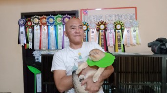 Punya Indukan Kucing dari Rusia dan Ukraina, Breeder ini Raup Cuan Puluhan Juta
