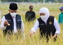 Gubernur Panen Raya Padi Varietas Unggul di Malang
