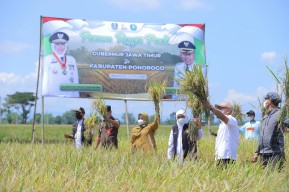 Ada Banyak Keunggulan, Gubernur Khofifah Lakukan Panen Raya Padi Varietas Sunggal